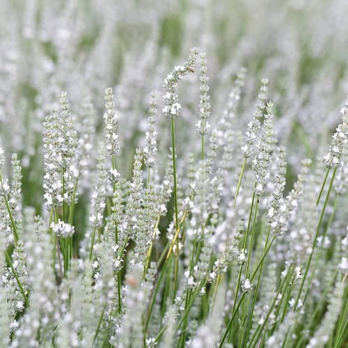 FStening 100 Stück Weiße Reine Elegante Lavendel Samen Einfach Zu Pflanzen Im Freien Grenze Blumensorten Lange Wirtschaftliche Lebensdauer Gute ökologische Wirkung