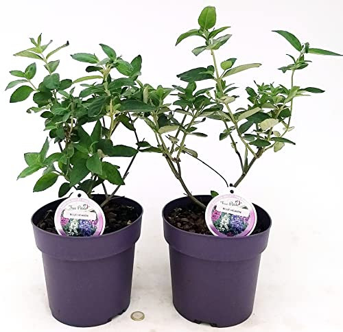 POWERS TO FLOWERS - BUDDLEJA DAVIDII FREE PETIT BLU HEAVEN, VASO 20 CM DIAMETRO, 2 PIANTE, ALBERO DELLE FARFALLE, pianta vera