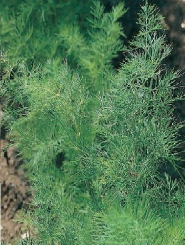Buy4Seeds 2400 Seeds Herb Dill Anethum graveolens Easy to Grow