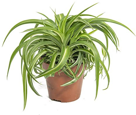 Chlorophytum comosum Bonnie, echte Zimmerpflanze im 12cm Topf, Grünlilie, Höhe ca. 15cm