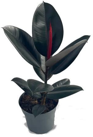 Ficus Abidjan Natural Planta de Interior o Exterior con Hojas Grandes