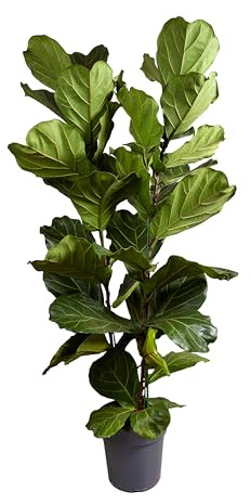 Bloomique - Ficus Lyrata - Pianta a foglia di violino - Piante da appartamento XXL - Purificano l'aria - Facili da mantenere - Altezza 140-160 cm - Vaso da 30 cm