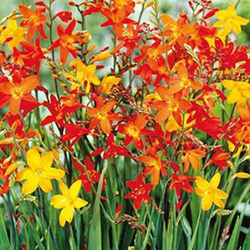 Lot de 5 Bulbes Crocosmia melange à grandes fleurs - calibre 5/6 - La Main Verte