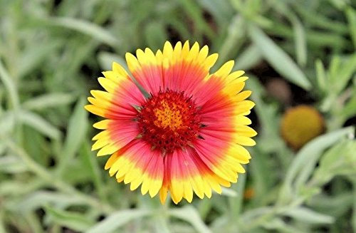 200 + Kokardenblume SEEDS amerikanischen Erbstück Wild PerennialLITTLE SEED : Seeds Only