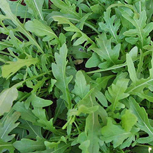 300 graines de Rocket Arugula/Roquette - Eruca Sativa
