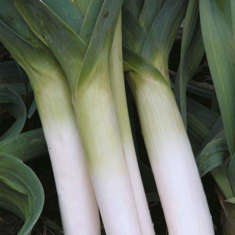Leek Seeds 'Porbella' Allium porrum Seeds Hardy Biennial Vegetable Garden Plants Winter Hardiness Easy to Grow Your Own Winter Harvesting 1 Packet of 50 Leek Seeds by Thompson and Morgan