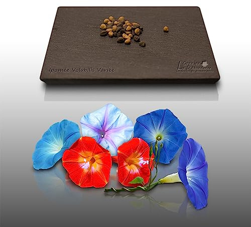 50 graines de Fleurs à semer - Le Grenier d'Abondance - IPOMEE Volubilis - Ipomoea - Mélange varié