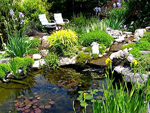 Carbeth Plants Pond Plants for Small Ponds - Mix of 4 X 9cm Pots - Assorted Marginal Water Plant - Low Maintenance Beginner Friendly Collection - Healthy Easy to Grow Nurseryman's Selection