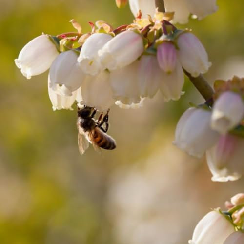 Blueberry 'Bluejay' – Vigorous and Hardy Fruit Bush, Ideal for Home Gardens – 3L and 10L Pots by Thompson & Morgan