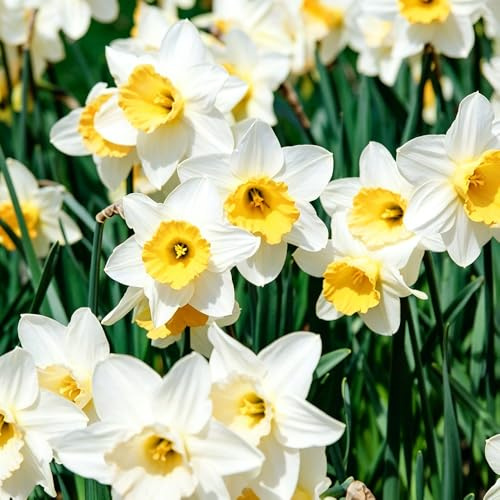 narcisos de interior balcón balcón narcisos interior jardín campanas Pascua 5bulbos
