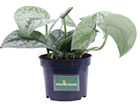 Pianta di Pothos Pianta di Scindapsus pianta da interno pianta ornamentale di Pohos pianta decorativa di Scindapsus pianta di Pothos vera venduta da eGarden.store (Pictus Trebie)