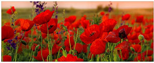Wallario Wandbild aus Acryl, 50 x 125 cm, freischwebende Optik - Mohnblumen auf dem Feld