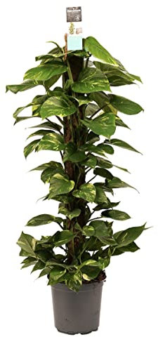 PHOTOS AUREA bastone 80 cm rampicante pianta da appartamento resistente e rapida Vivaio Annese