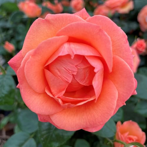 YouGarden Nicola's Rose, Established Plant in a 3-4 Litre Pot, Ready to Plant Bush Rose for Pink Tangerine Flowers in Summer and Autumn, for Patio Pots or Mixed Borders
