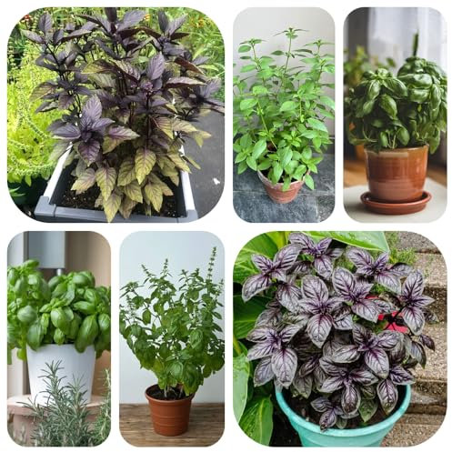 semillas de albahaca orgánica, flores para balcón comprar semillas de flores plantas herbáceas resistentes plantas balcón cobertura del suelo resistentes piedra perennes en maceta 400pcs