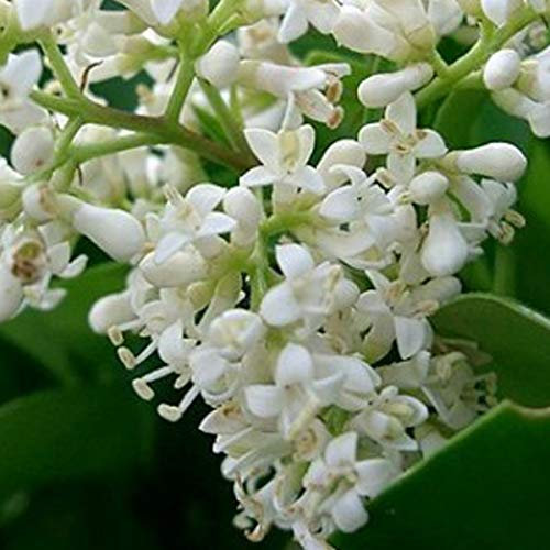 Ligustrum Japonicum- Troène du Japon 60-80 cm en conteneur