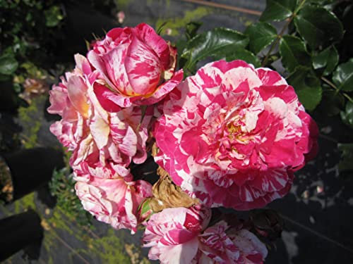 Rosa Abracadabra ® - Beetrose Abracadabra ® - Fantasia-Rose - Kordes Rose