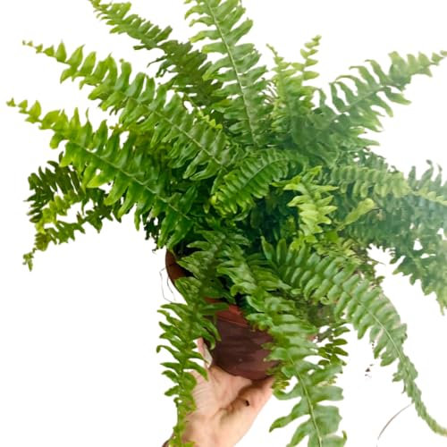 Helecho Hembra Planta Natural de Exterior Resistente
