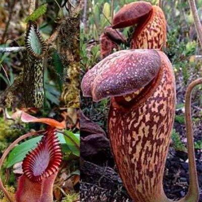 Graines de plantes de Nepenthes fraîches à planter en couleurs mélangées paquet de 100 graines