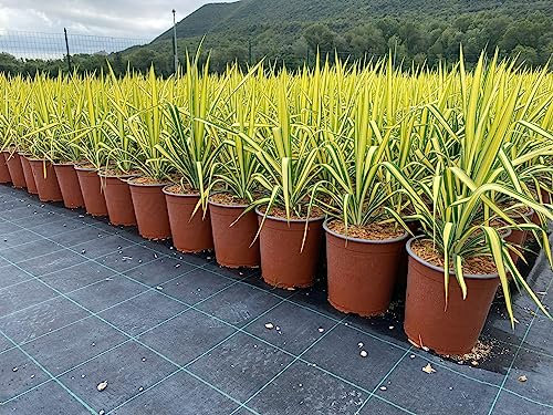 Yucca Flaccida Golden Sword Vaso 19