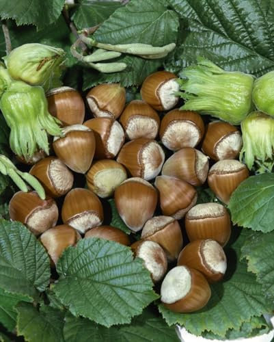 Corylus avellana 'Hallesche Riesennuss' 100-150 cm - Haselnussstrauch, große Nüsse, Erntezeit September-Oktober, ideal für Hecken, winterhart und pflegeleicht