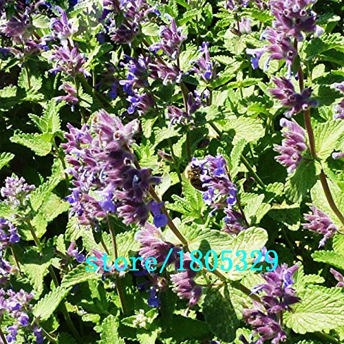 Gato de plantas de menta semillas de hortalizas en maceta Balcón menta semillas aromáticas planta tiene efectos radioprotectores 200PCS