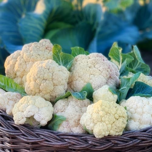 semi di cavolfiore biologici - balcone vecchie varietà giardino raro interno 1000pcs
