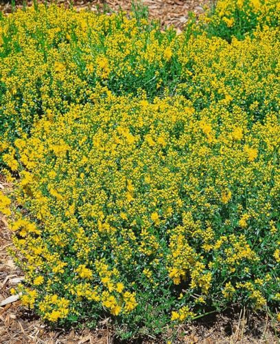 Genista tinctoria 'Plena' 20–30 cm – Winterhart, Mehrjährig, Pflegeleicht – Färber-Ginster – Zierstrauch für Beet & Steingarten