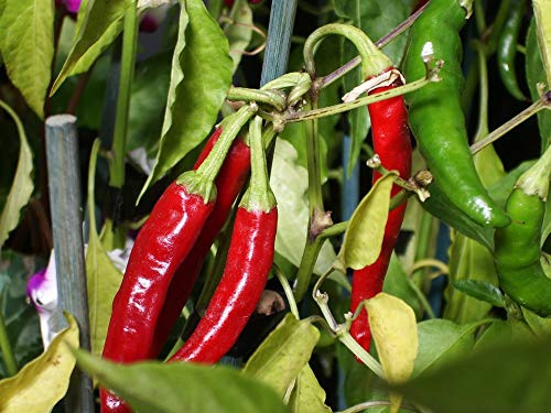 Sachet de graines de piment doux long des landes - 20 graines