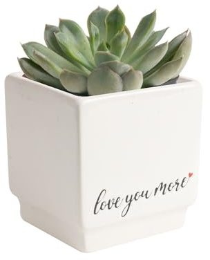 Costa Farms Mini Succulent Live Plant, Easy to Grow Echeveria Succulent in Cute Pot, Tabletop Succulents Room Decor, Housewarming, 4-Inches Tall | Valentines Day Gift | Valentines Day Decoration