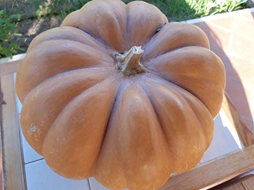 SEMI ZUCCHE -4 VARIETA'-MOSCATA DI PROVENZA-HOKKAIDO- VIOLINA- LUNGA NAPOLETANA