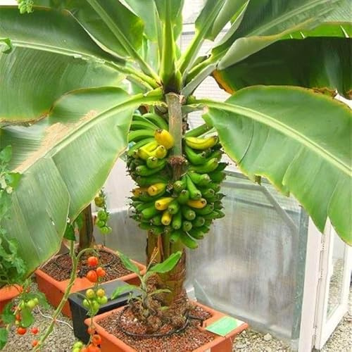 SeedsUP - 3+ Seeds Ornamental Banana Tree
