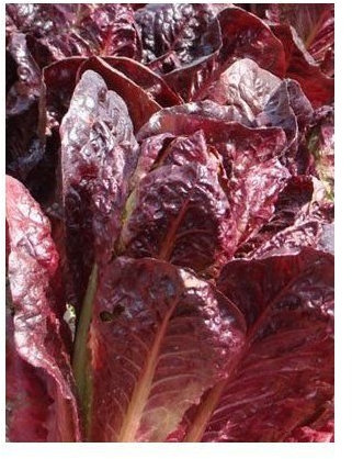 Portal Cool 50 - Graines: Laitue Romaine Graines - 'Super Red Romaine' - Bons rendements !!!! Livraison gratuite!!!