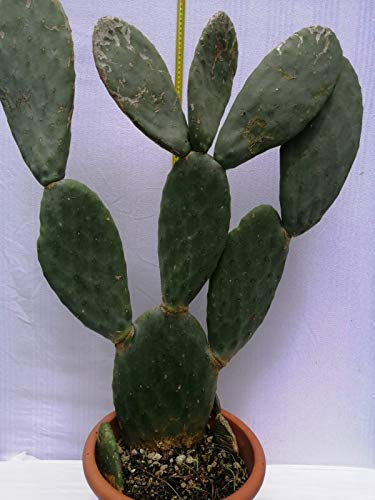 Vivai Piante Ferretti