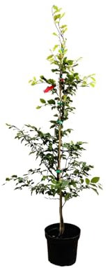 Fagus sylvatica 100-125 cm – Winterhart & Mehrjährig & Pflegeleicht – Rotbuche – Heckenpflanze für Garten & Sichtschutz