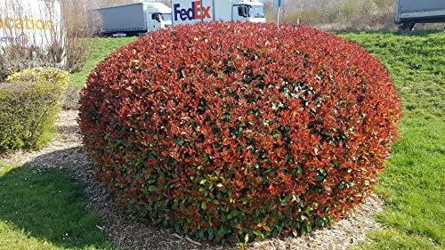 Photinia x fraseri 'Red Robin' / Photinia de Fraser 'Red Robin' / Conteneur de 5 à 6 litres