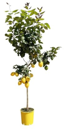 Limonero Citrus Limon, aprox. 150 cm de alto, 24 cm de diámetro