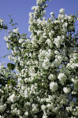 Philadelphus 'Virginal' 175–200 cm – Winterhart, Mehrjährig, Pflegeleicht – Duftjasmin – Heckenpflanze für Garten & Sichtschutz