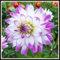 Bulbos de dalia, de rápido crecimiento y floración, adecuados para jardines, plantas en macetas, jardinería.-10bulbos-I