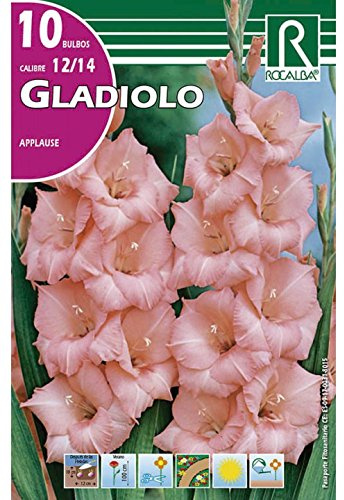 BULBO GLADIOLO APPLAUSE ROSA - 10 UD.…
