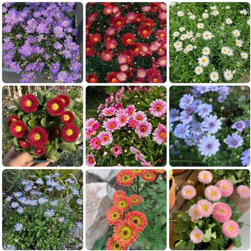 semi di margherita - giardino, margherita per luoghi soleggiati, ombra biologici aiuola perenne resistente 200pcs