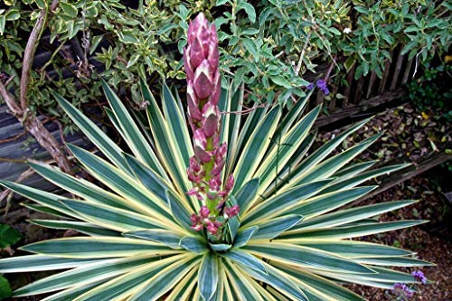Portal Cool Yucca gloriosa Variegata - Spanish Dagger, In 9cm Topf