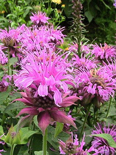 20 Bálsamo Semi Panorama Abeja Monarda Fiore Semilla