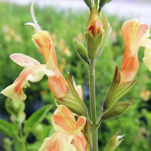 salvia - Salvia greggii - de interior purificadoras de aire Cobertura vegetal resistente semillas balcón, cocina cocina, balcón 160semillas