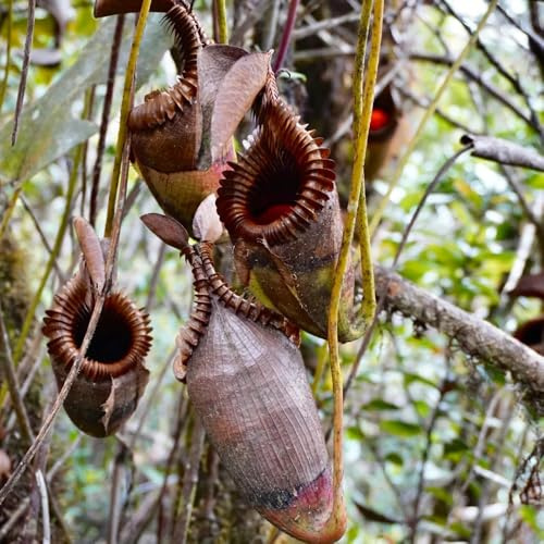 Semi di Nepenthes, Nepenthes mirabilis da appartamento che purificano l'aria carnivora decorazioni autunnali per il soggiorno sospese decorazione recinzione 400semi