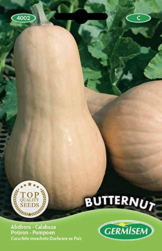 Germisem graines Potiron BUTTERNUT