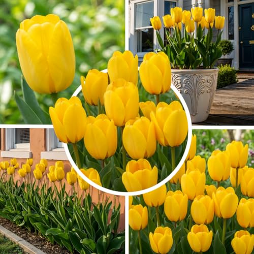FLORIUM Gula magiska enkla tulpanlökar (25 lökar) holland exklusiva gula tulpaner kall- och fleråriga resistenta för trädgård, blomkrukor, balkong, Amsterdam