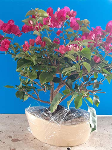 Indoorbonsaiandexotics Bougainvillea Bonsai Tree