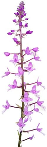 Fangblatt - Stenoglottis longifolia - seltene Orchidee mit pinke Blüten - Ideal für helle bis halbschattige Fenster - exotische Pflanze