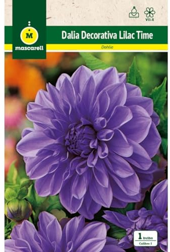 Mascarell Semillas, DALIA DEC. LILAC TIME, Semillas Bulbosas, Bulbos de Flores Primavera Fácil de Cultivar, Bolsa 1 Bulbo